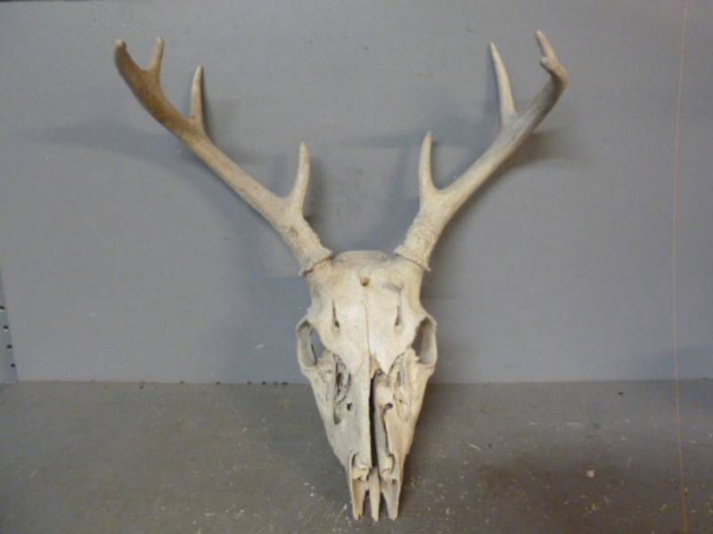 Deer Skull