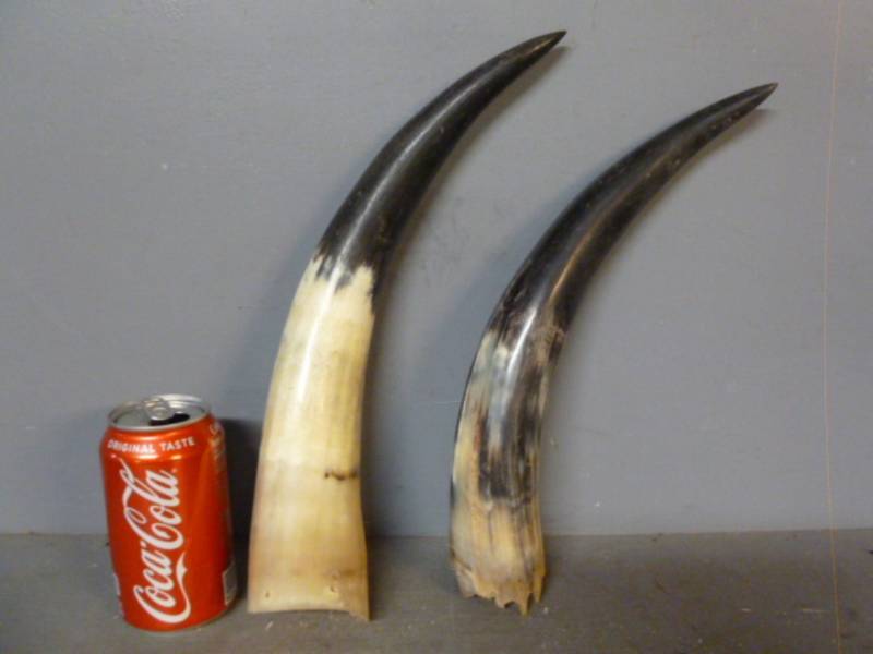 Bull Horns
