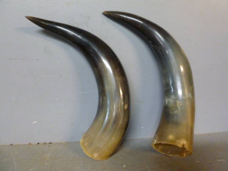 Bull Horns