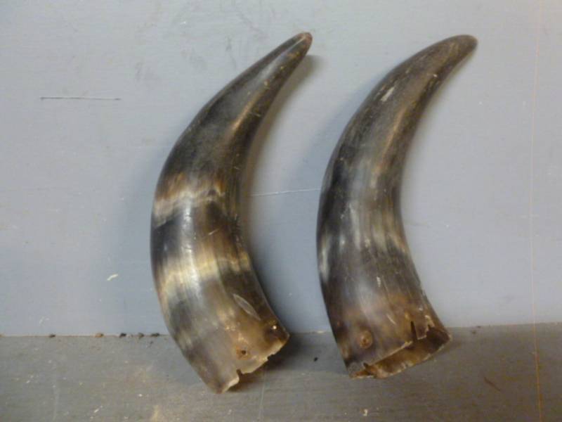 Bull Horns