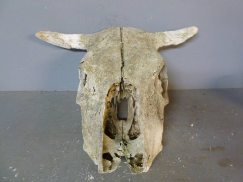 Bull Skull