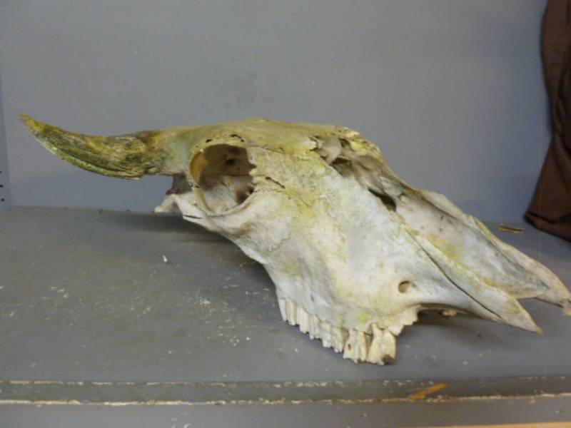 Bull Skull