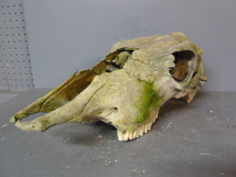 Bull Skull