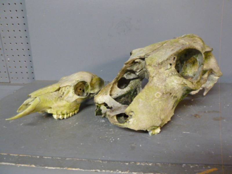 Bull Skull