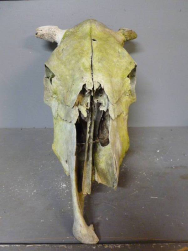 Bull Skull