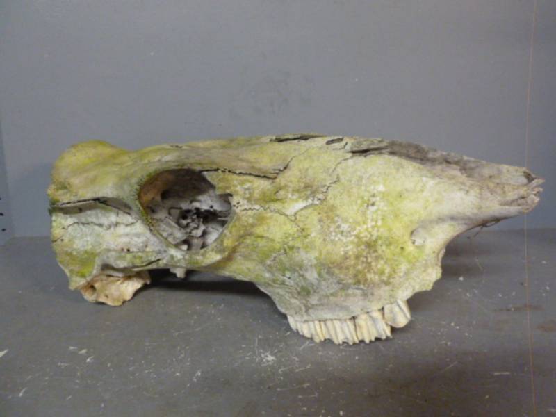 Bull Skull