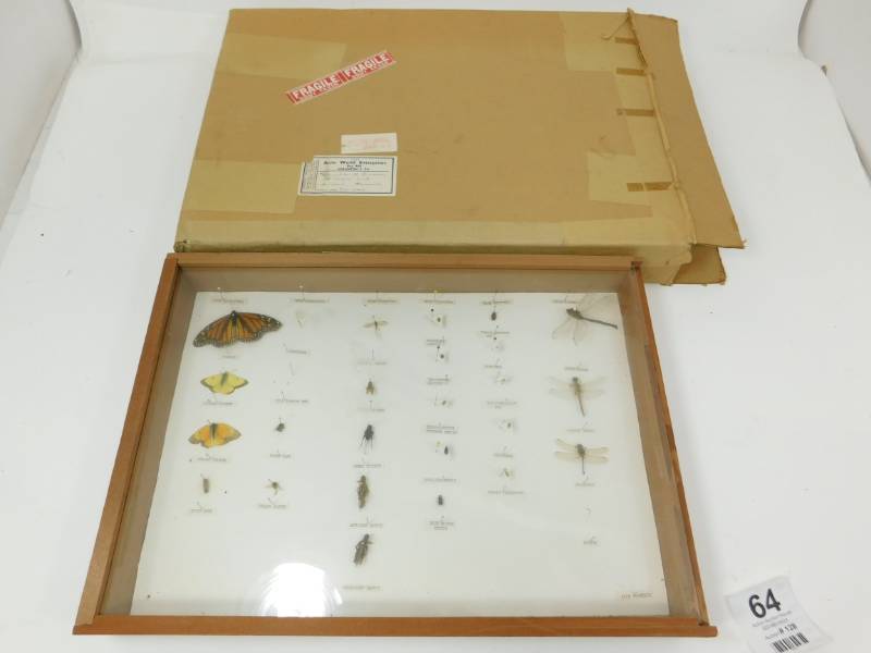 lot 64 image: Display Box Of Insects