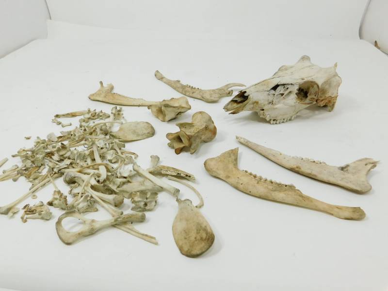 lot 79 image: Lot Of Skeleton Bones From Animals