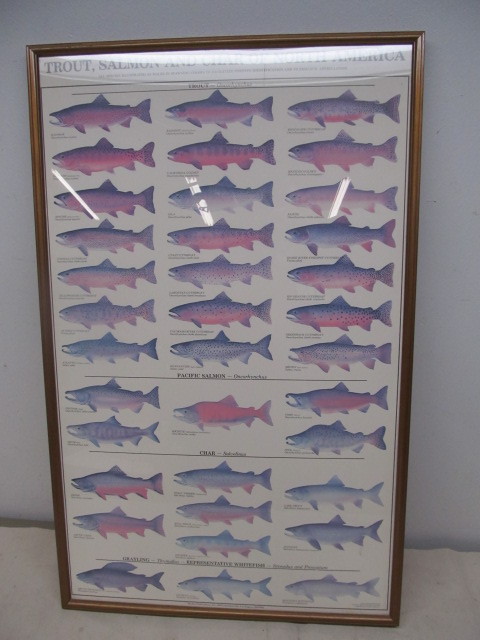 lot 184 image: Large Framed Trout Poster