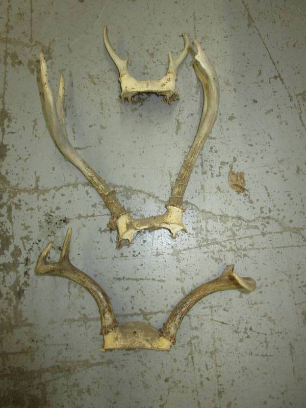 lot 64 image: Various Antlers