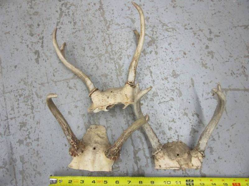 lot 65 image: Various Antlers