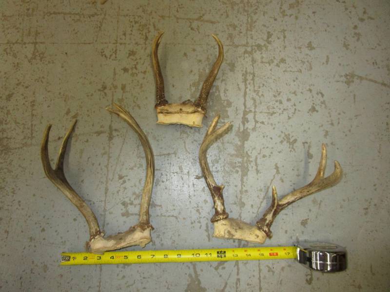 lot 66 image: Various Antlers