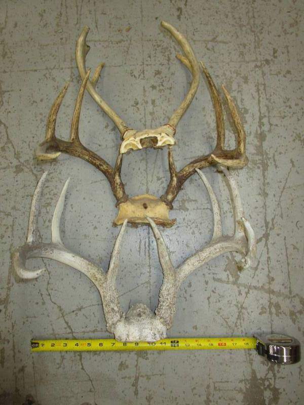 lot 67 image: Various Antlers