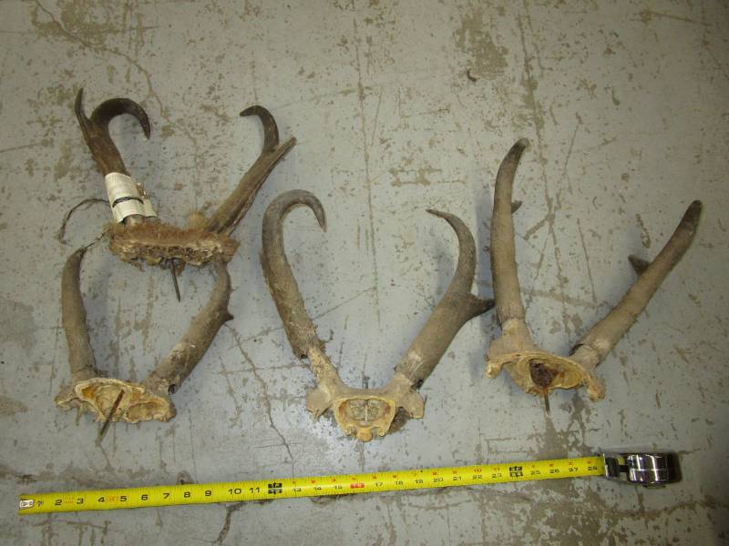 lot 68 image: Antelope Antlers