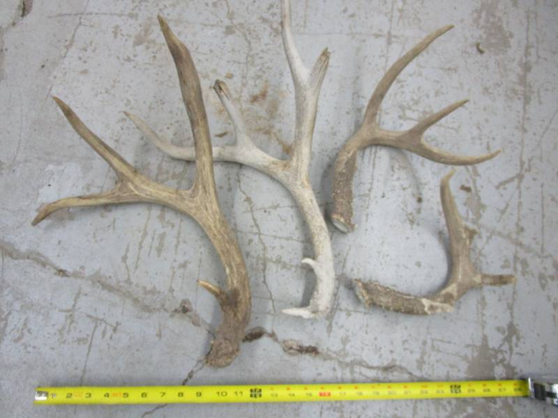 lot 69 image: Various Antlers