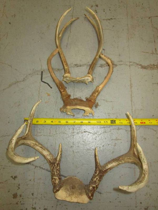 lot 70 image: Various Antlers