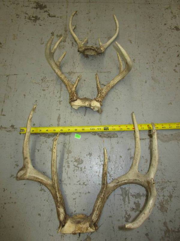 lot 71 image: Various Antlers