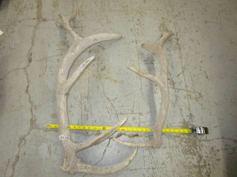 lot 72 image: Large Various Antlers