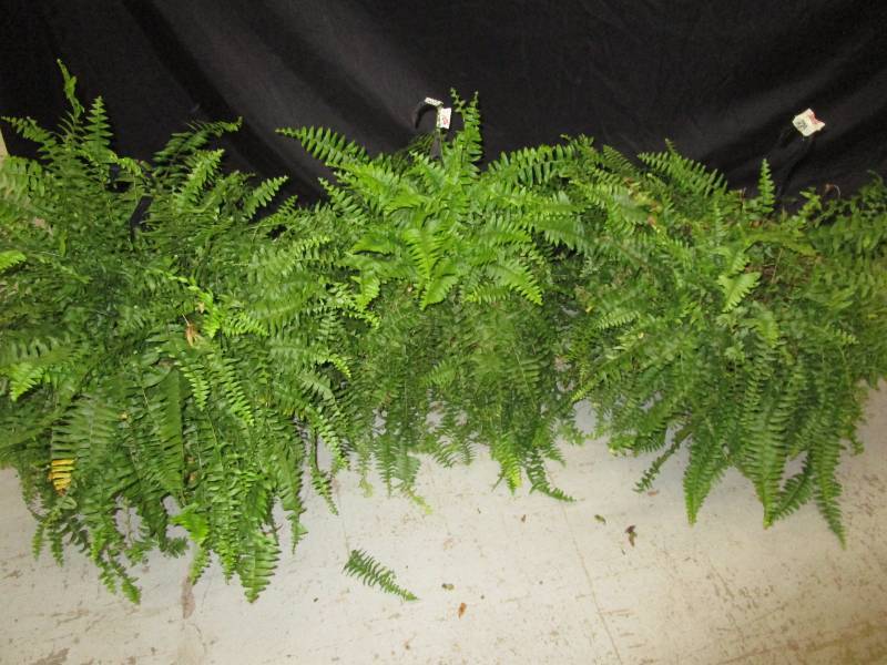 lot 105 image: 3-Live Ferns in hanging baskets