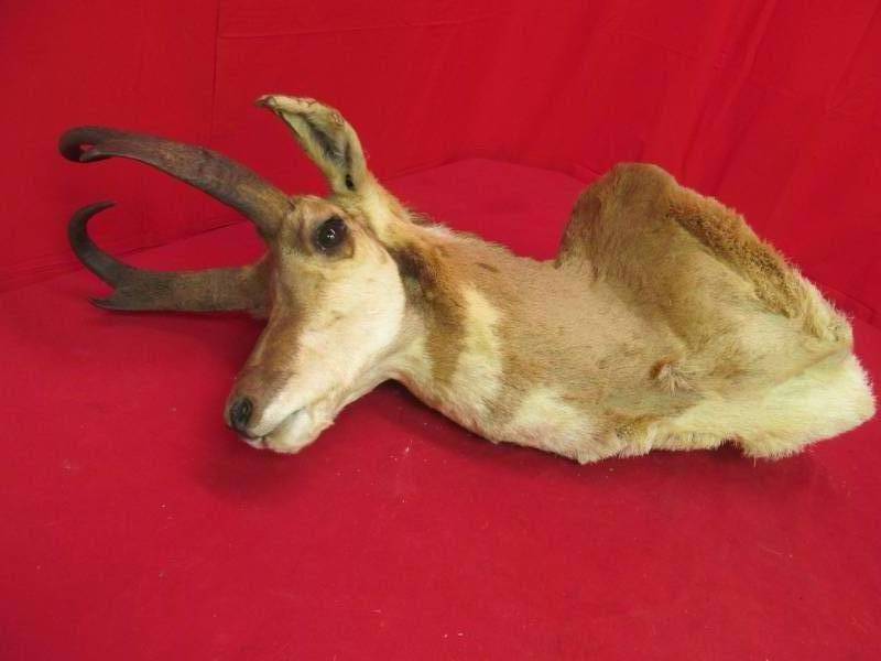 lot 293 image: Pronghorn mount