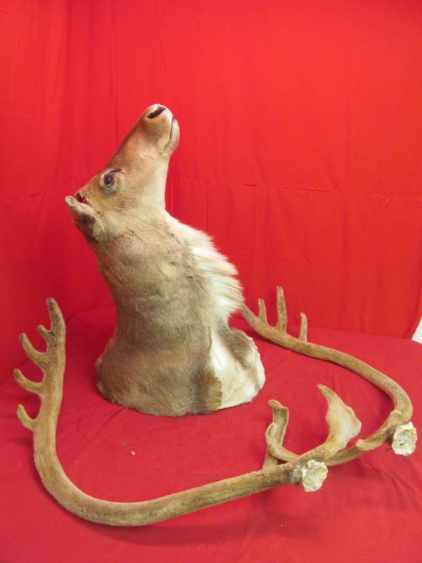lot 292 image: Caribou in velvet mount