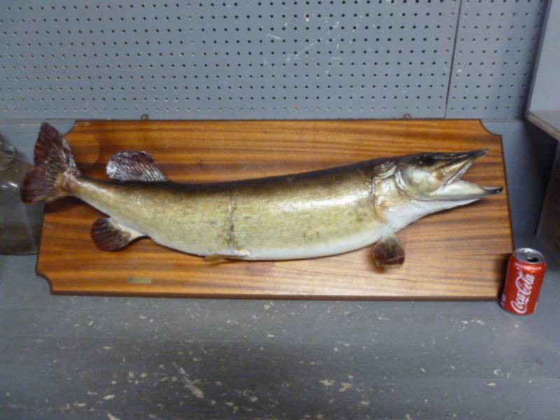 lot 1 image: Northern Pike Wall Mount