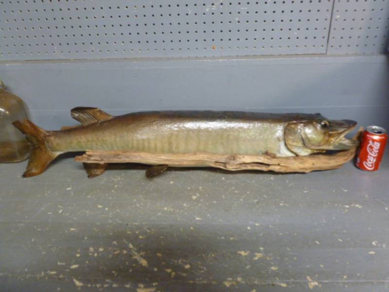 lot 2 image: Muskie Fish Mount