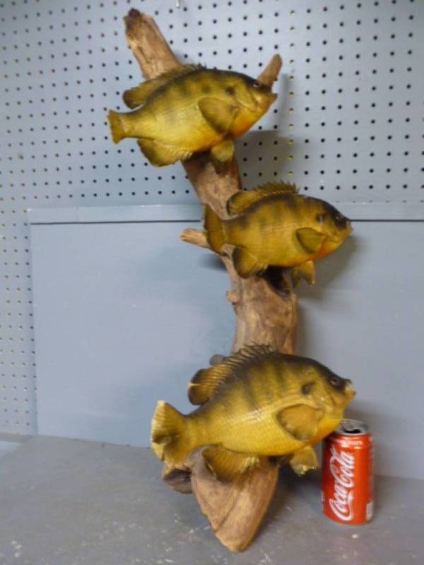 lot 3 image: Bluegill Fish Mount