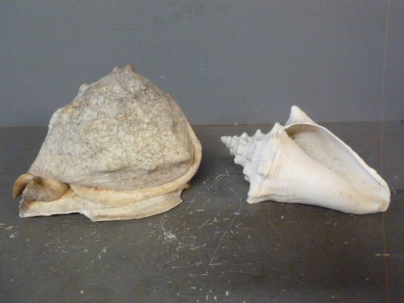 lot 229 image: Seashells