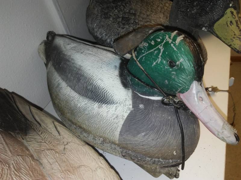 lot 1 image: Duck decoys - 10, Magnums, Mallards, most with weights.