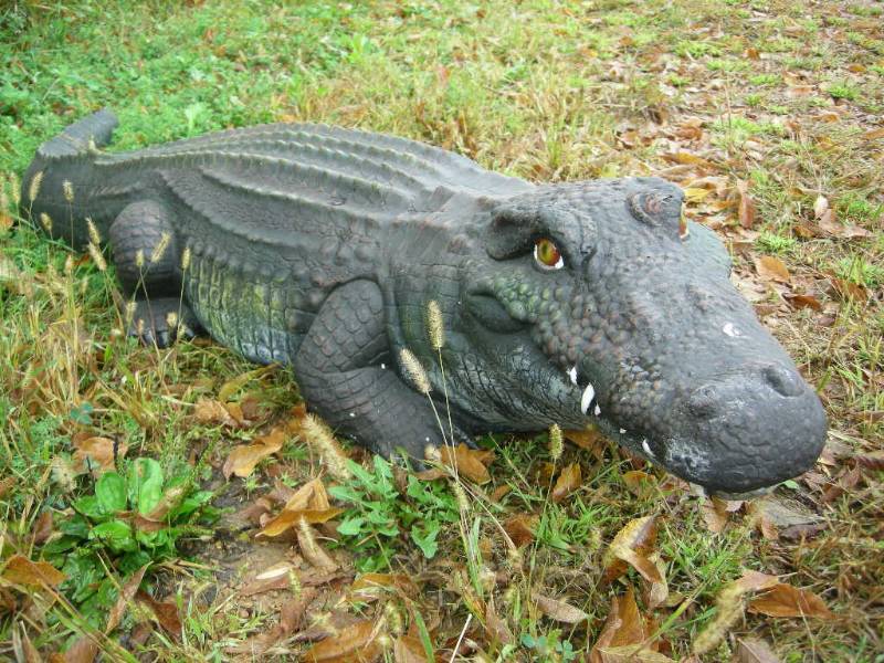 lot 1 image: 5 Long Alligator