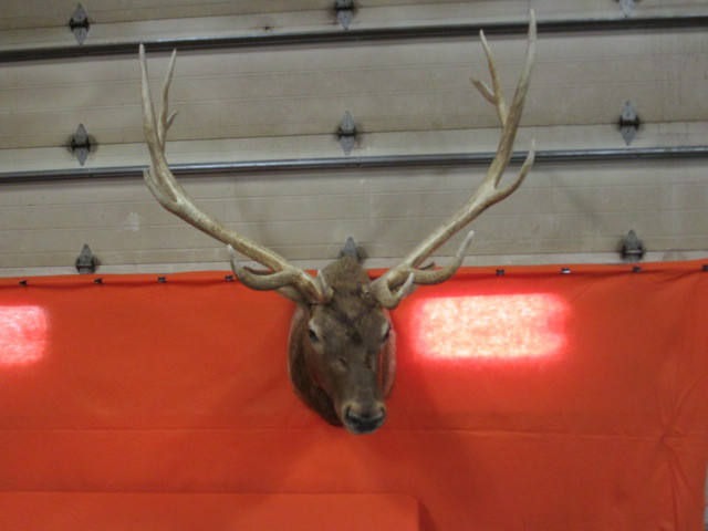 lot 98 image: Elk Head Mount
