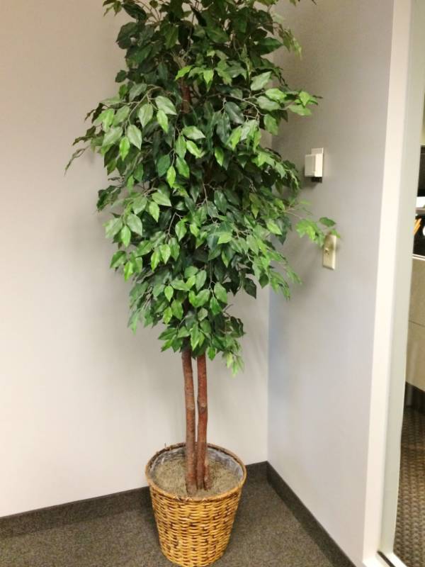 lot 39 image: Decorative Artificial Office Plant Tree - Excellent Condition