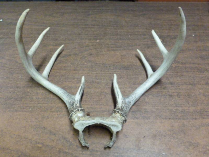 lot 243 image: Deer Rack