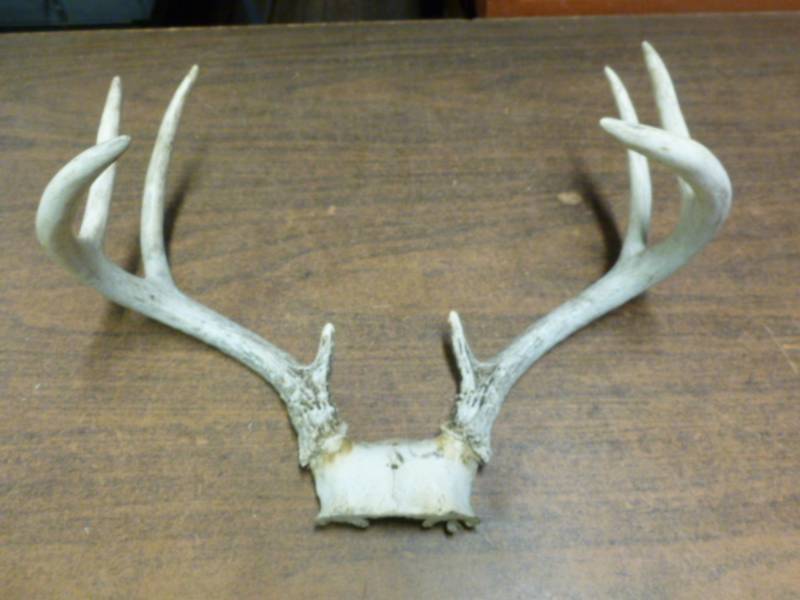 lot 244 image: Deer Rack
