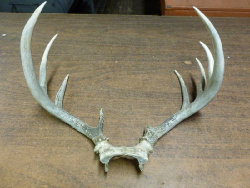 lot 245 image: Deer Rack