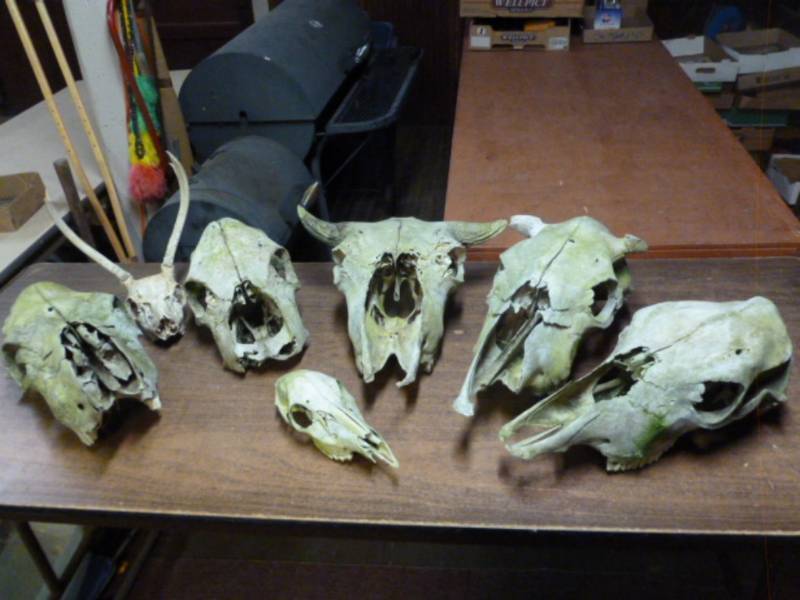 lot 246 image: Bull Skull