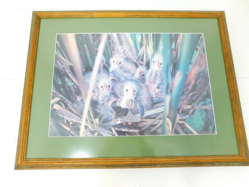 lot 70 image: Baby Birds framed Photograph