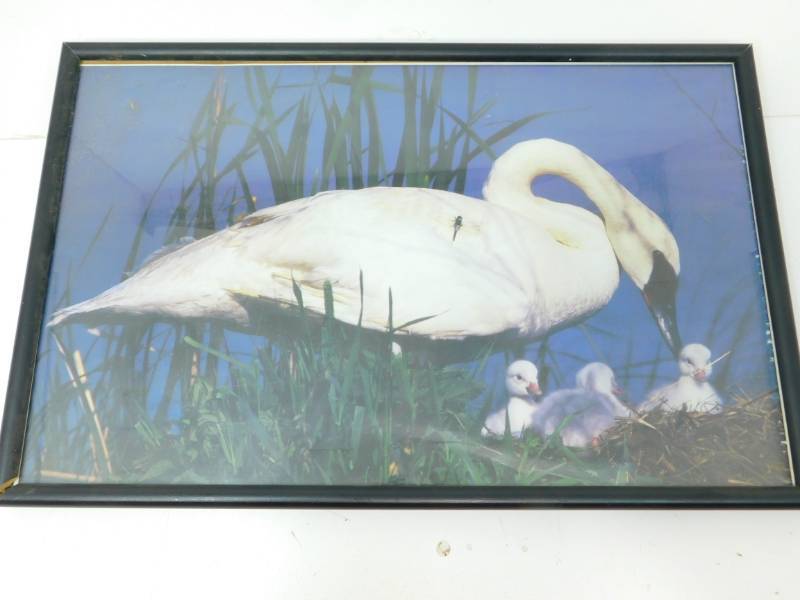 lot 57 image: Framed Swan Dragonfly Print