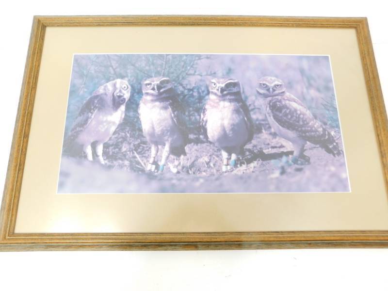 lot 93 image: Ground  Burrowing Owls ( Owlets) LARGE framed art