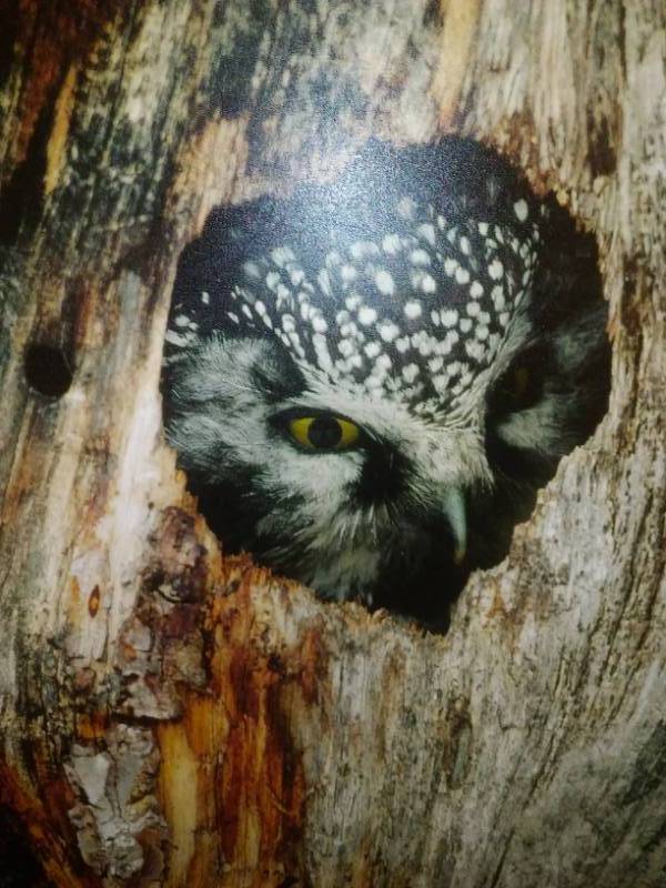 lot 100 image: Owl print on stretched canvas with frame.