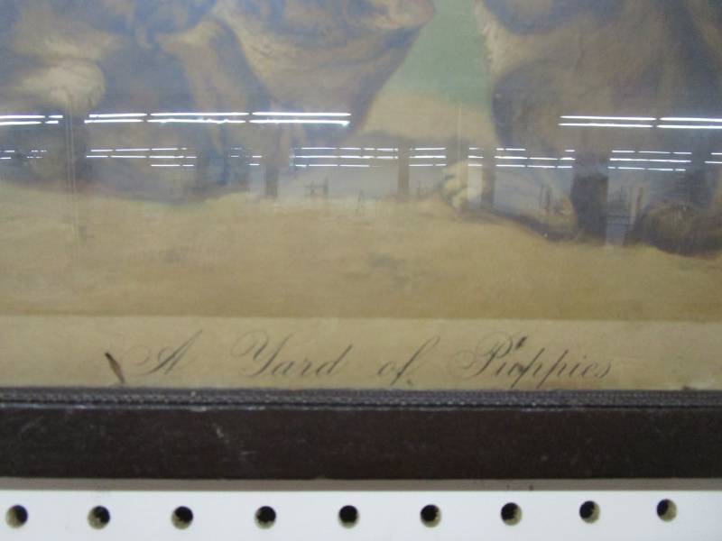 lot 22 image: A Yard of Puppies picture