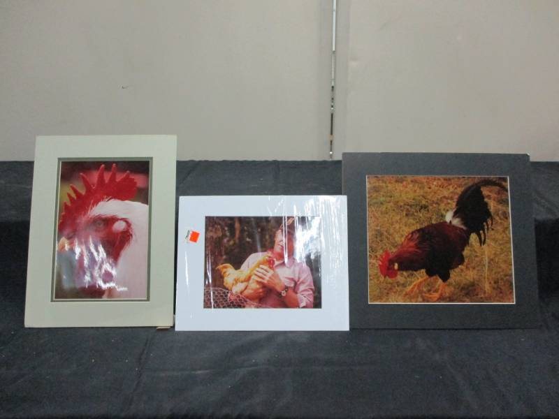 lot 47 image: 3 Pictures of Chickens