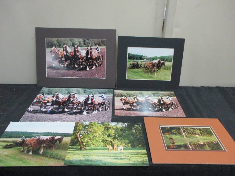 lot 49 image: Horse Pictures