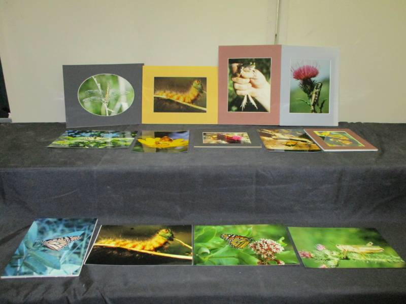 lot 52 image: Various Pictures of frog, butterflies, catipillars and more