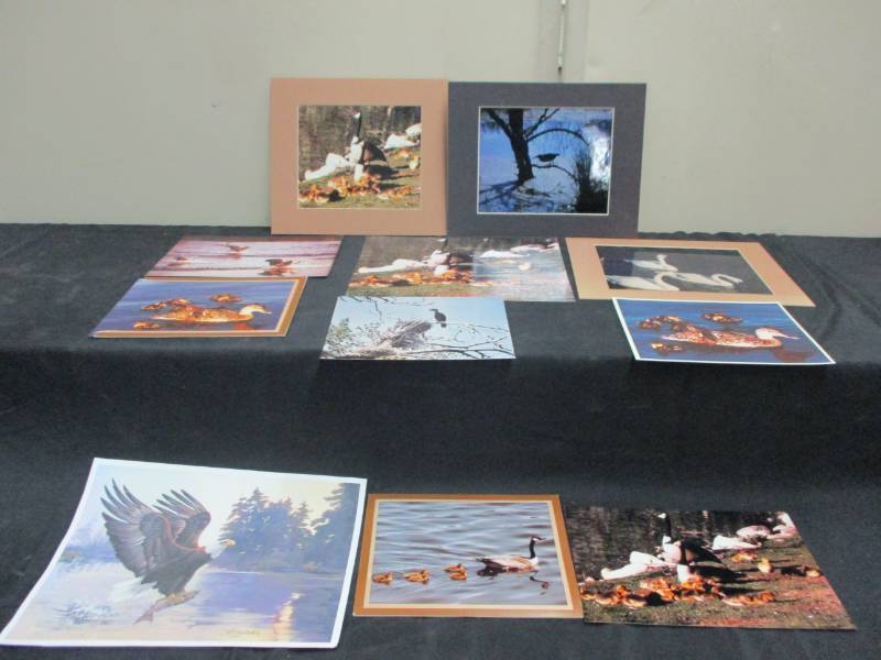 lot 58 image: Birds, swans, and duck pictures 11 total