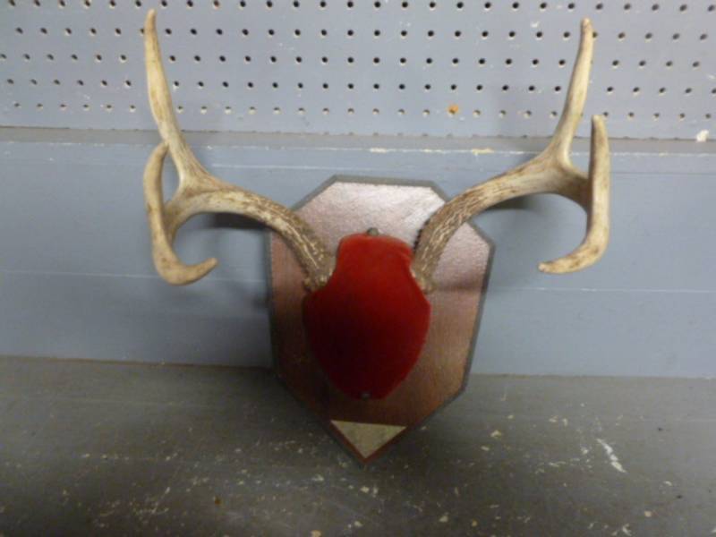 lot 215 image: Deer Antler