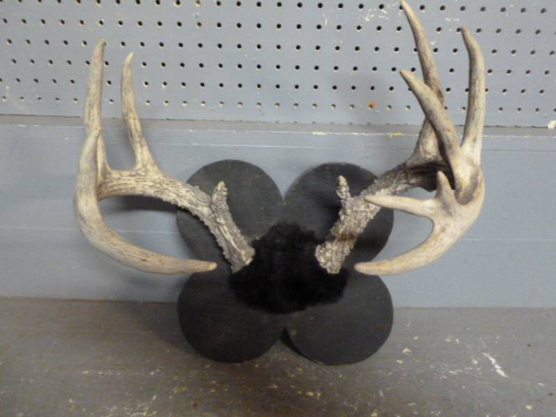 lot 216 image: Deer Antler