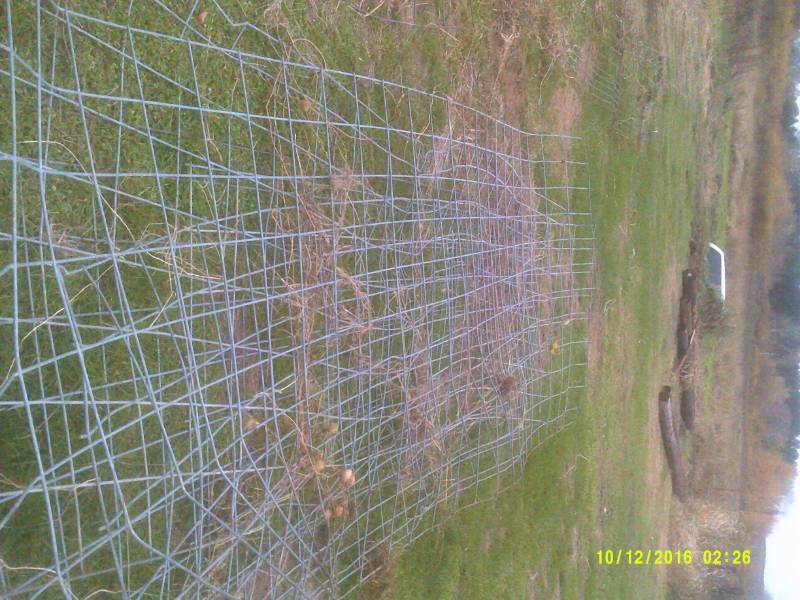 2 CATTLE PANELS