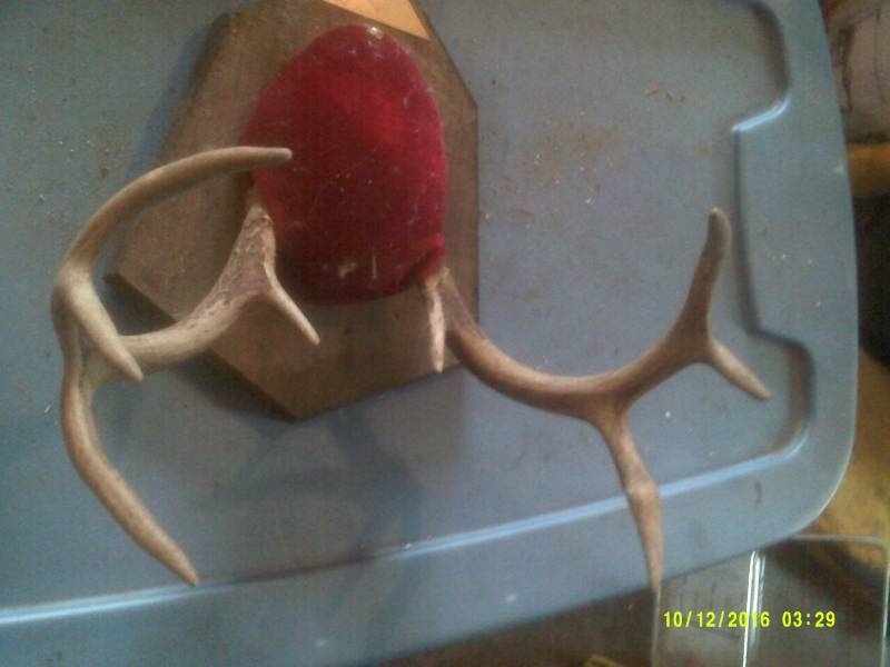 8 POINT DEER RACK